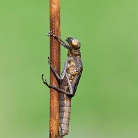 Emerging Large Red Damselfly 1 